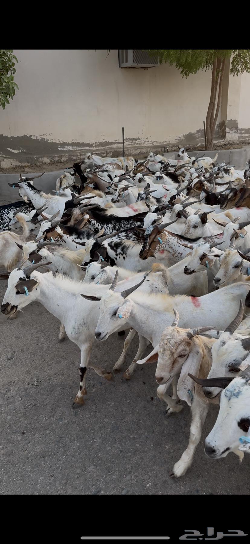 تيوس سودانيه شبيه البلدي63420900049923118