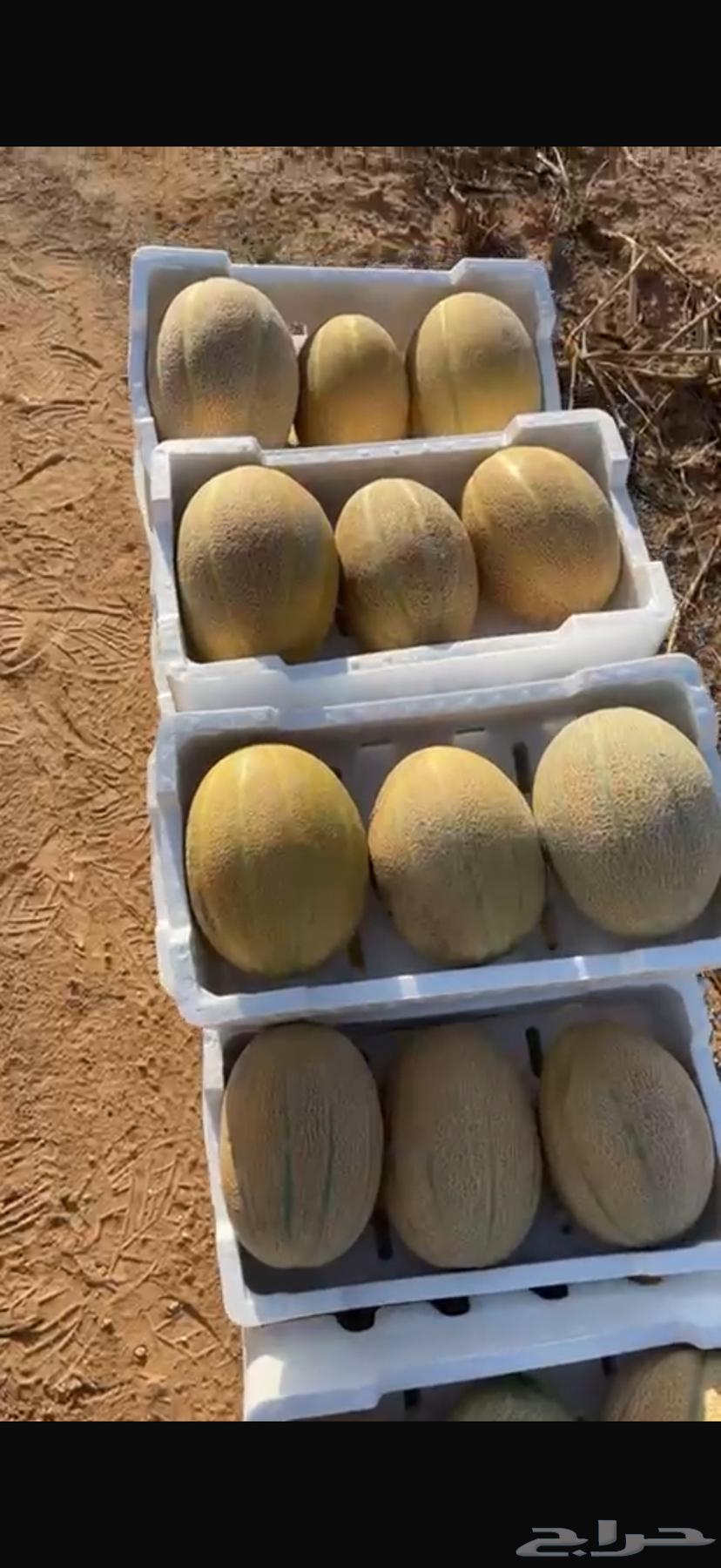 Watermelon is very delicious63421791510019111