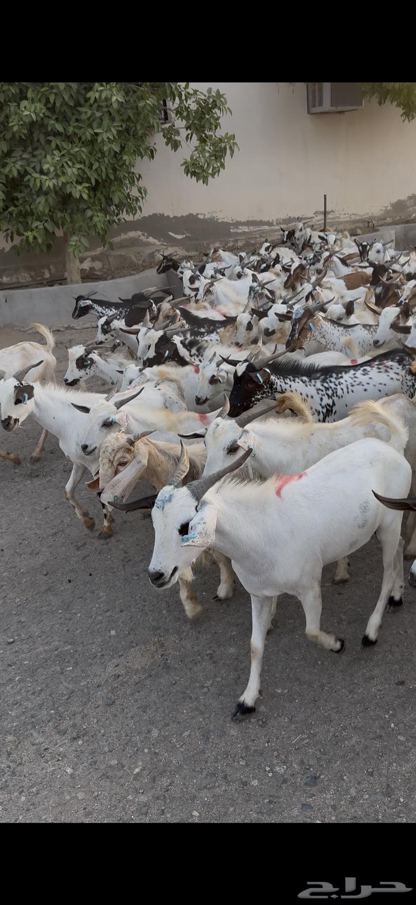 تيوس سودانيه شبيه البلدي63420900049923111