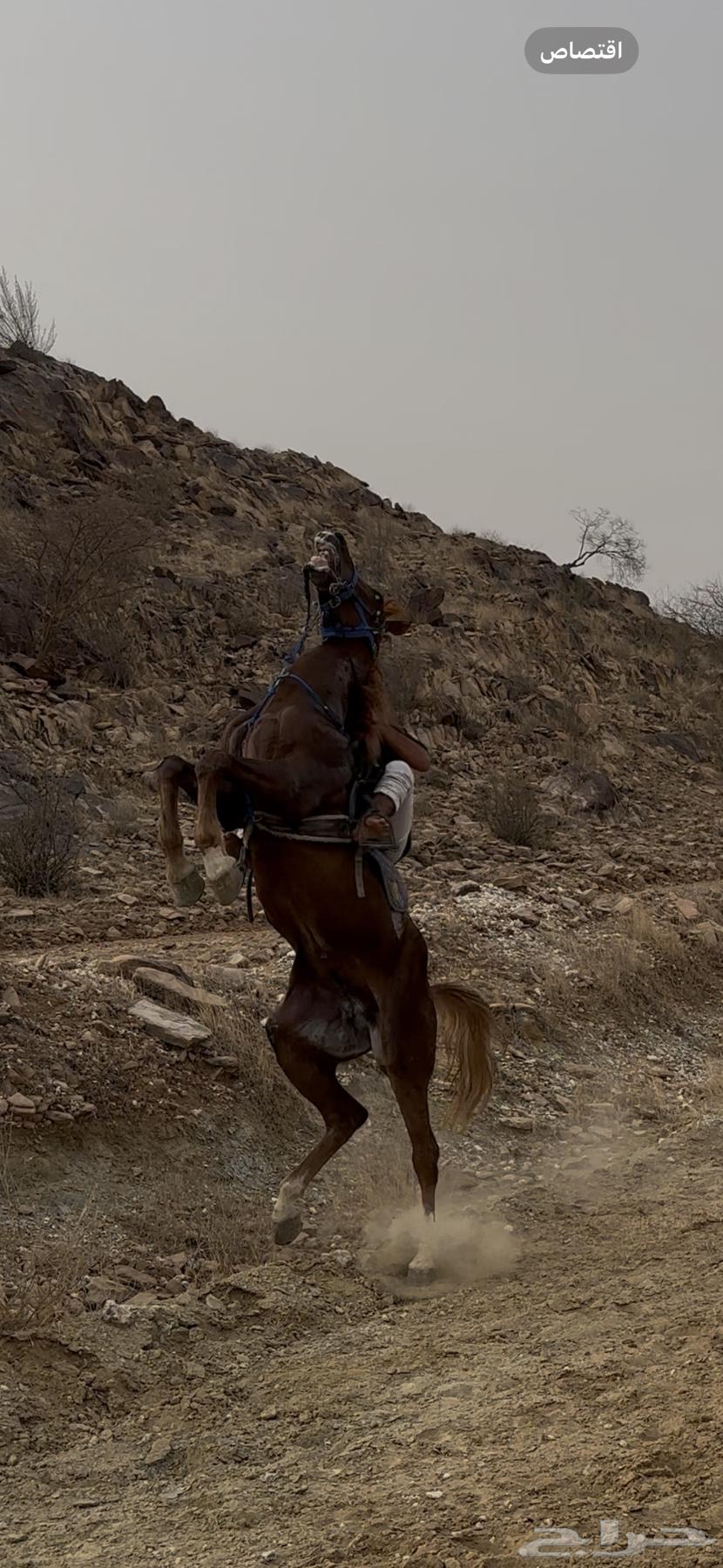 Folk horse63018847329922113