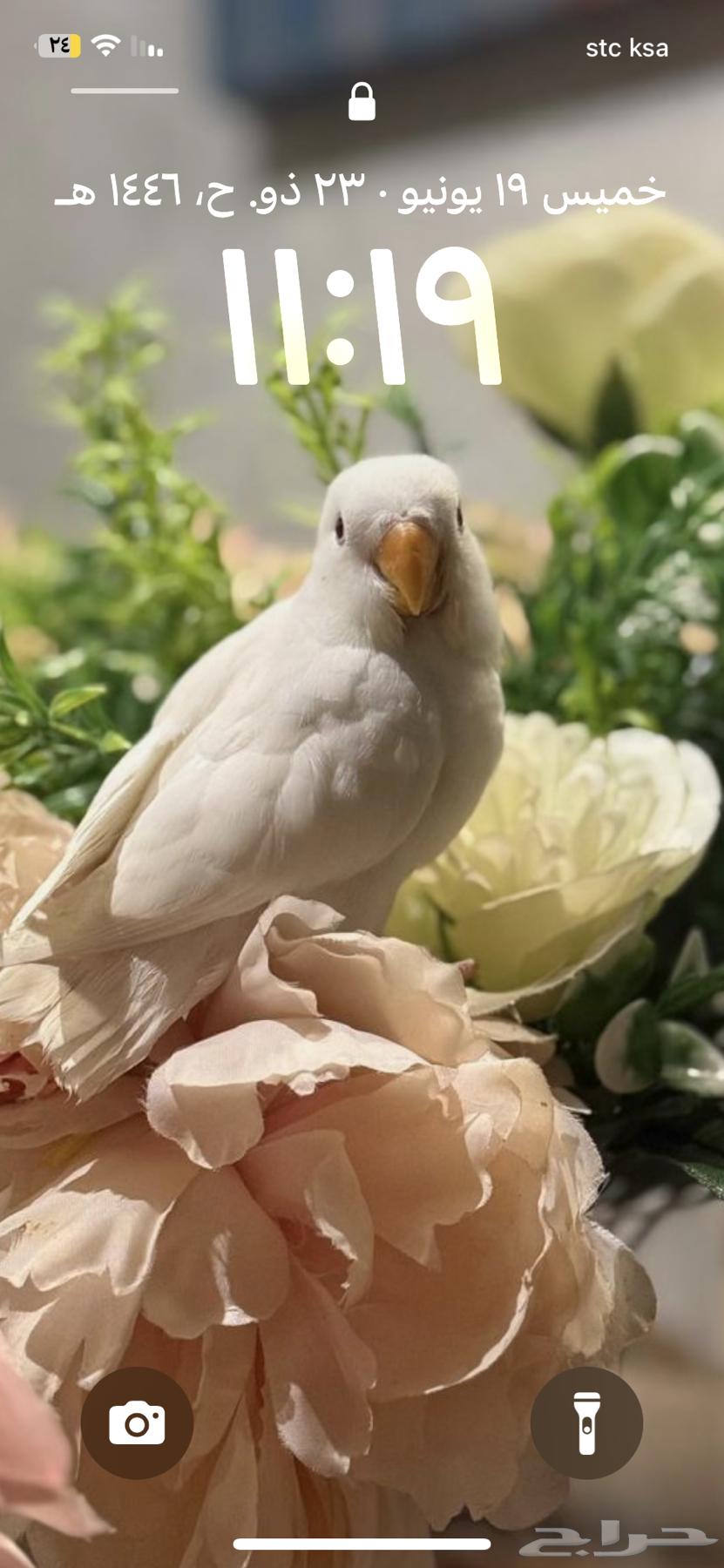 Bird of the day threatened internally and externally63422290812035111