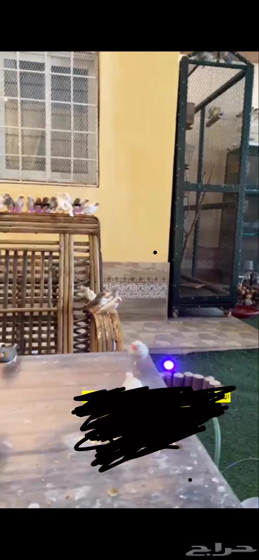 محمية طيور كامله للبيع 800 طير63422157073026114