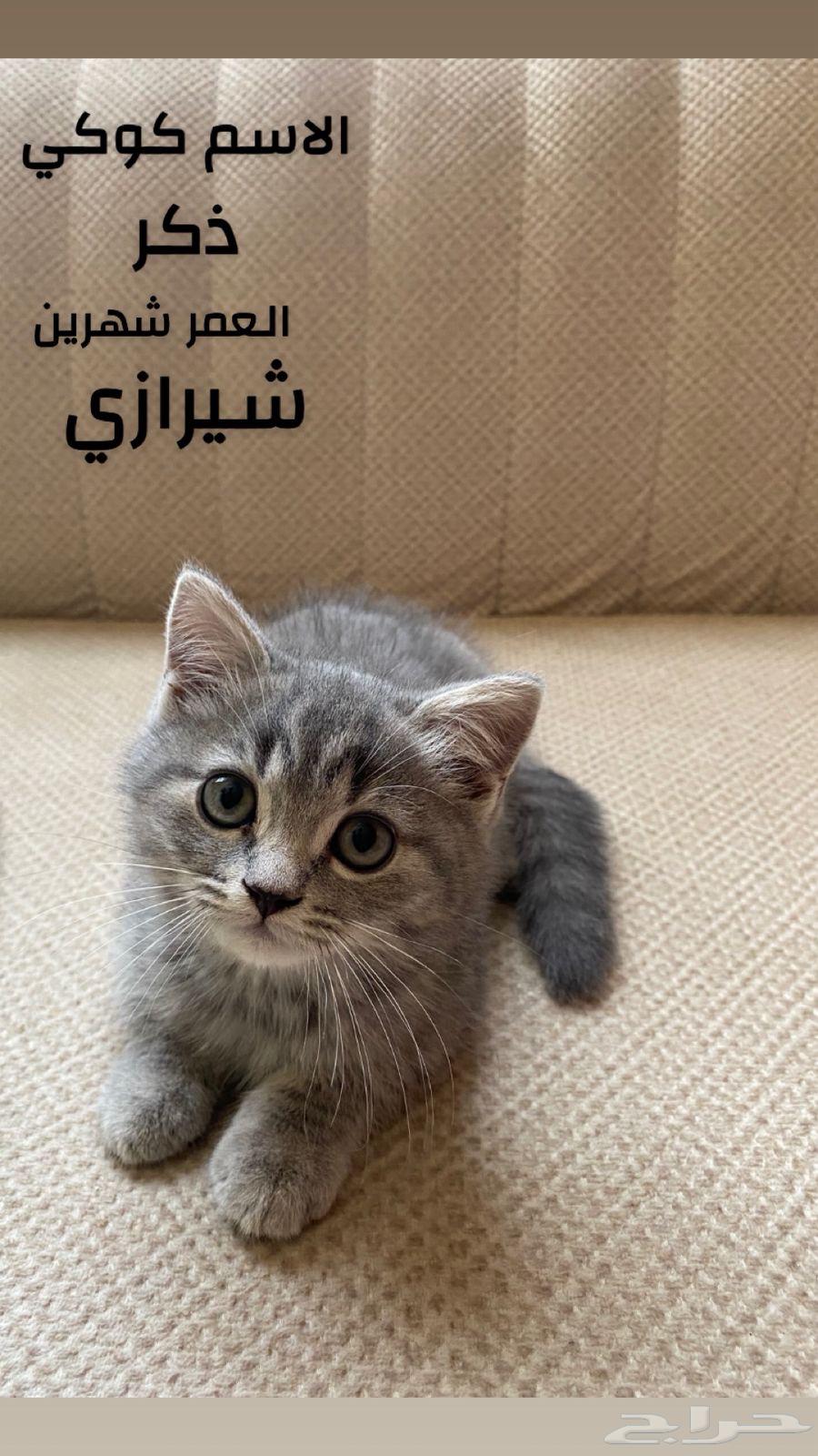 قطط سكوتش فولد63421446905731111