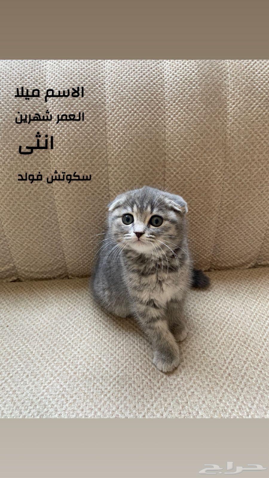 قطط سكوتش فولد634214469057311121