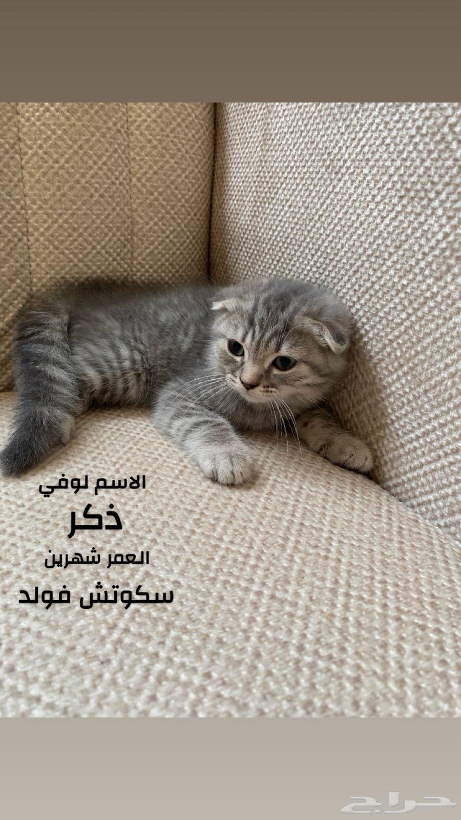 قطط سكوتش فولد63421446905731113
