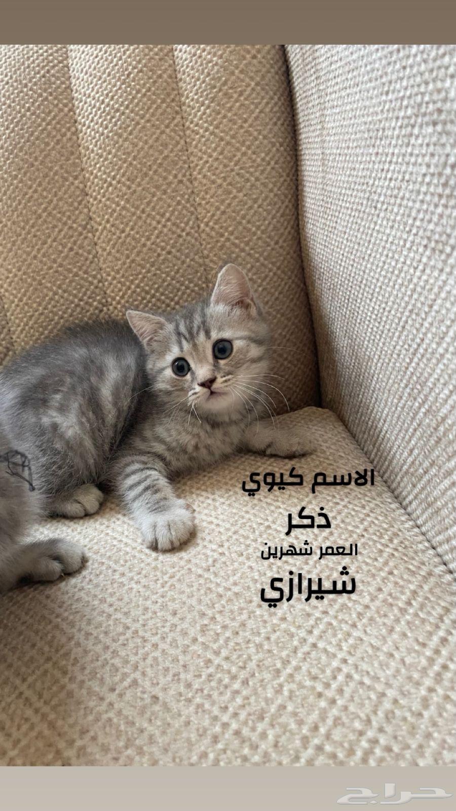قطط سكوتش فولد63421446905731114