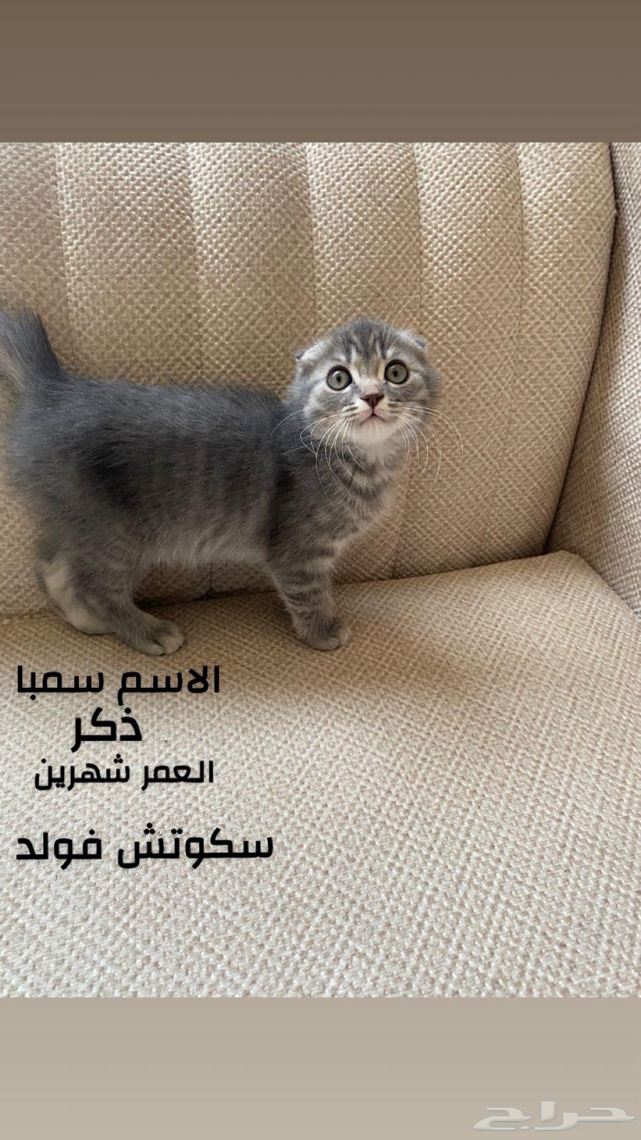 قطط سكوتش فولد63421446905731112