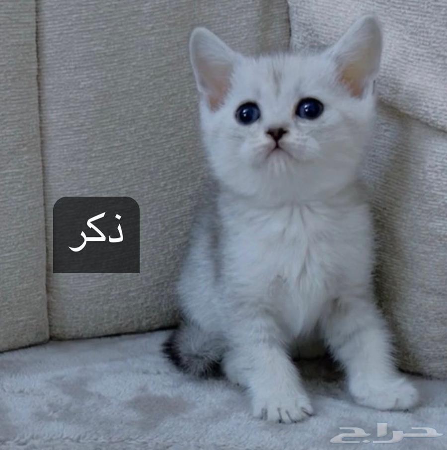 قطط سكوتش634217066453781118