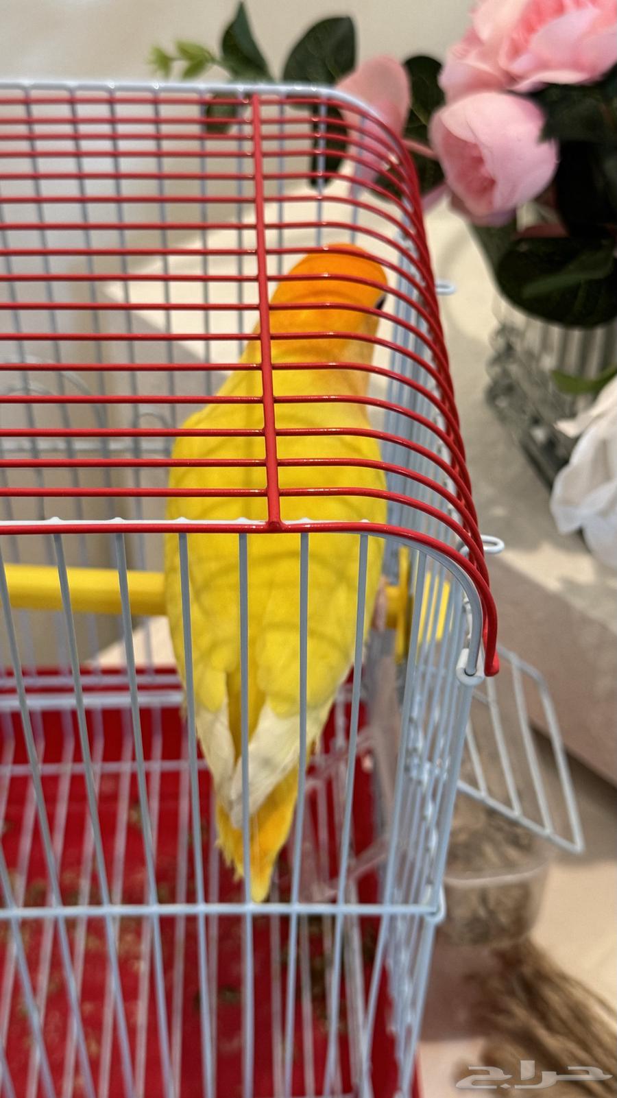 Latin Orange Day63419252764803113