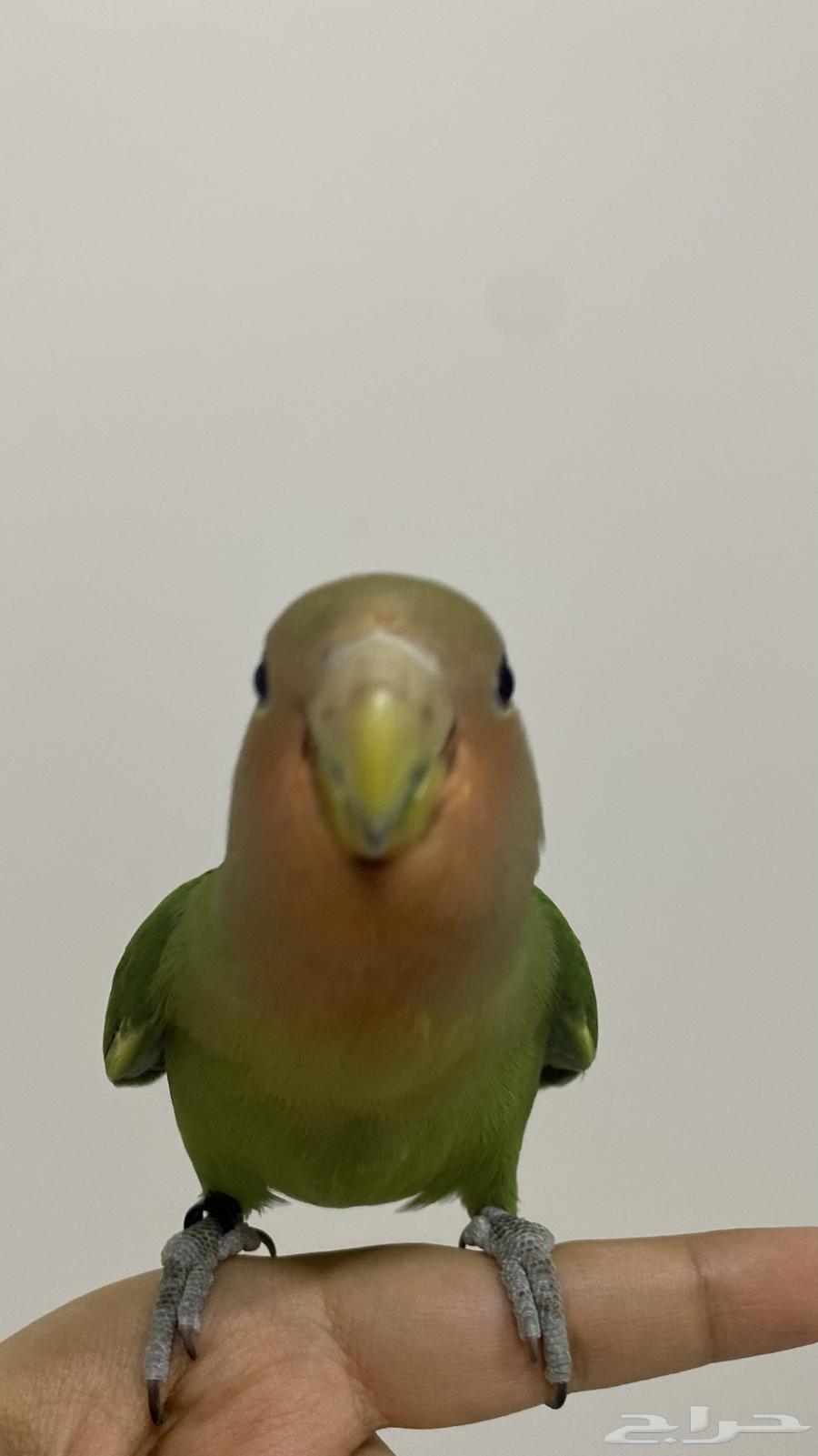 The rose-faced parrot was sold.63416236580865112