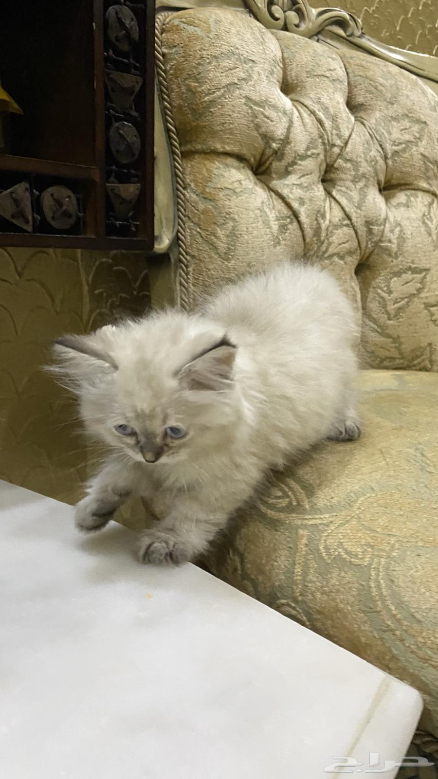 قطط للبيع63415648788610114