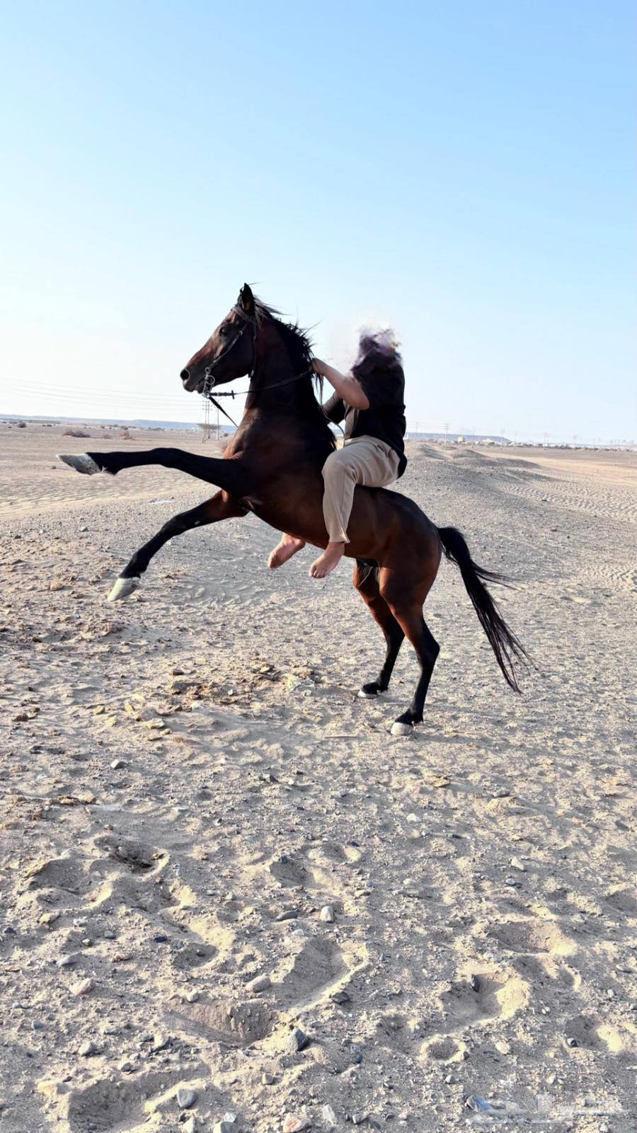حصان شعبي63417951960322113