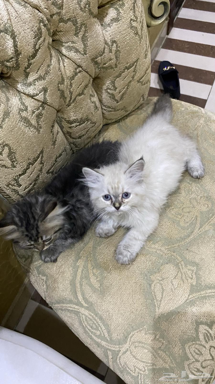 قطط للبيع63415648788610111