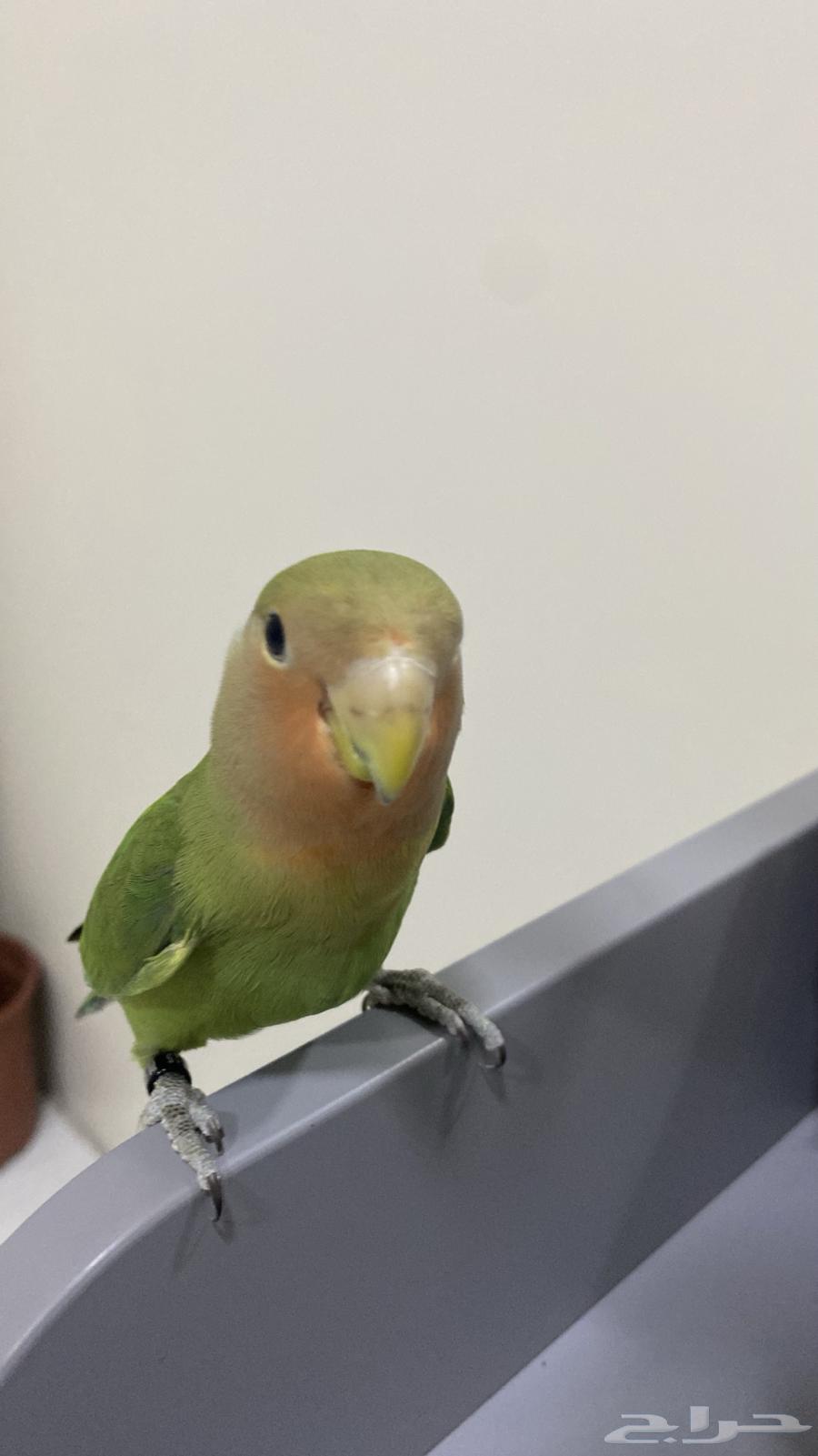 The rose-faced parrot was sold.63416236580865111