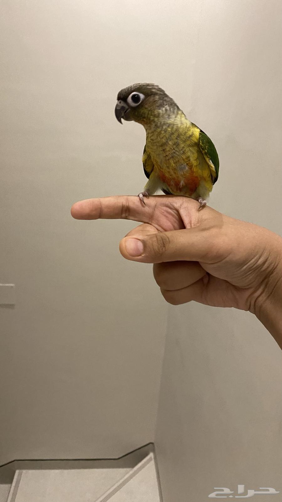 كنيور يلو سايد   للبيع63414194497409112
