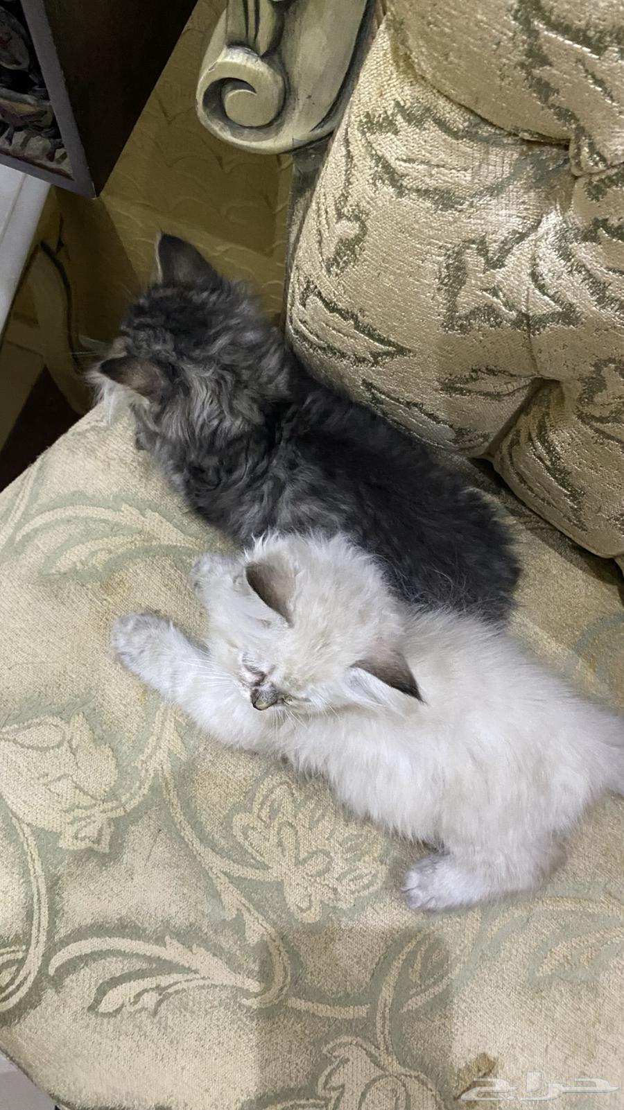 قطط للبيع634156487886101119