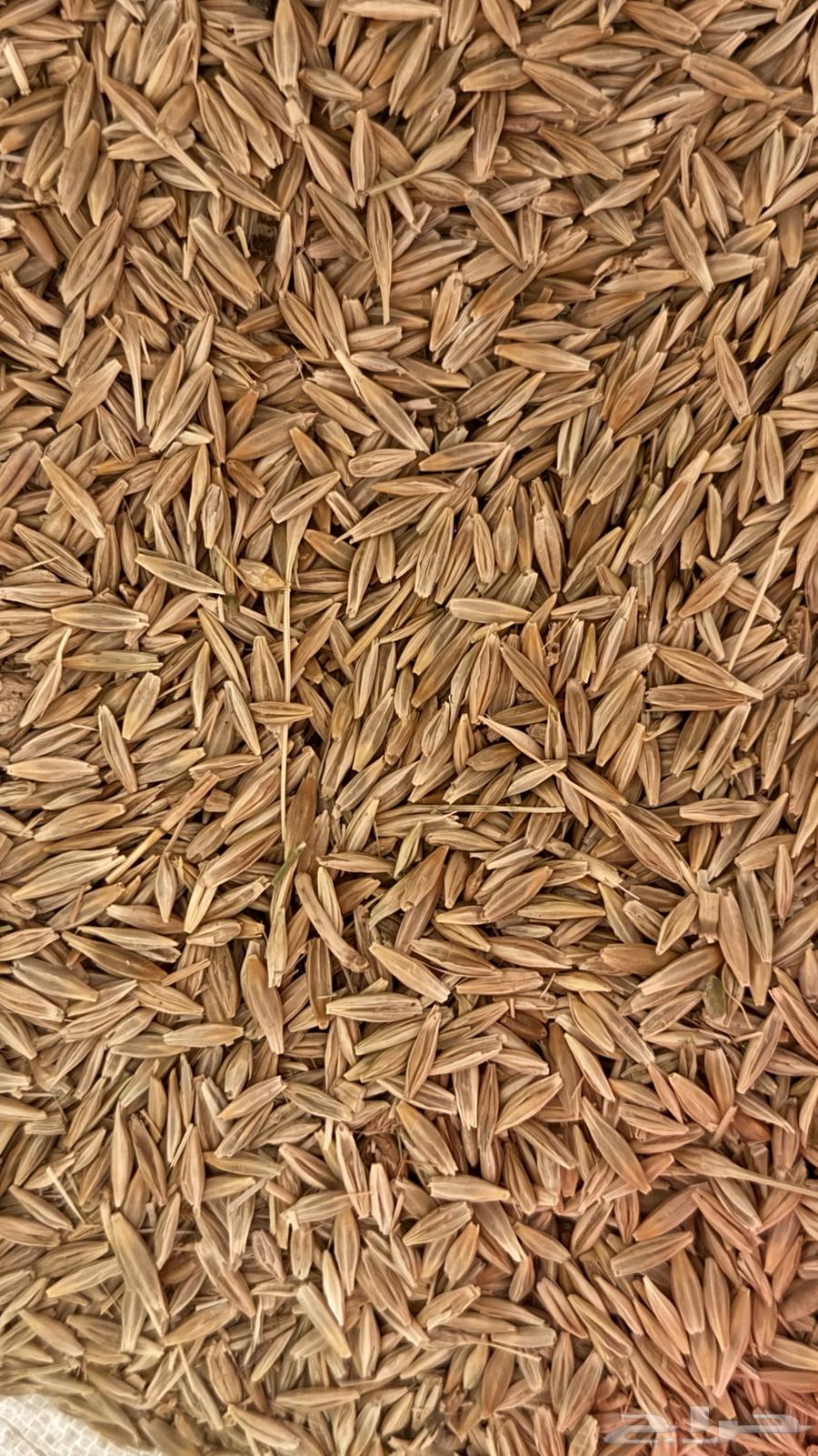 A bag of barley love, produced and harvested a week ago from the farms of Balsamar (Athri).63417244598657111