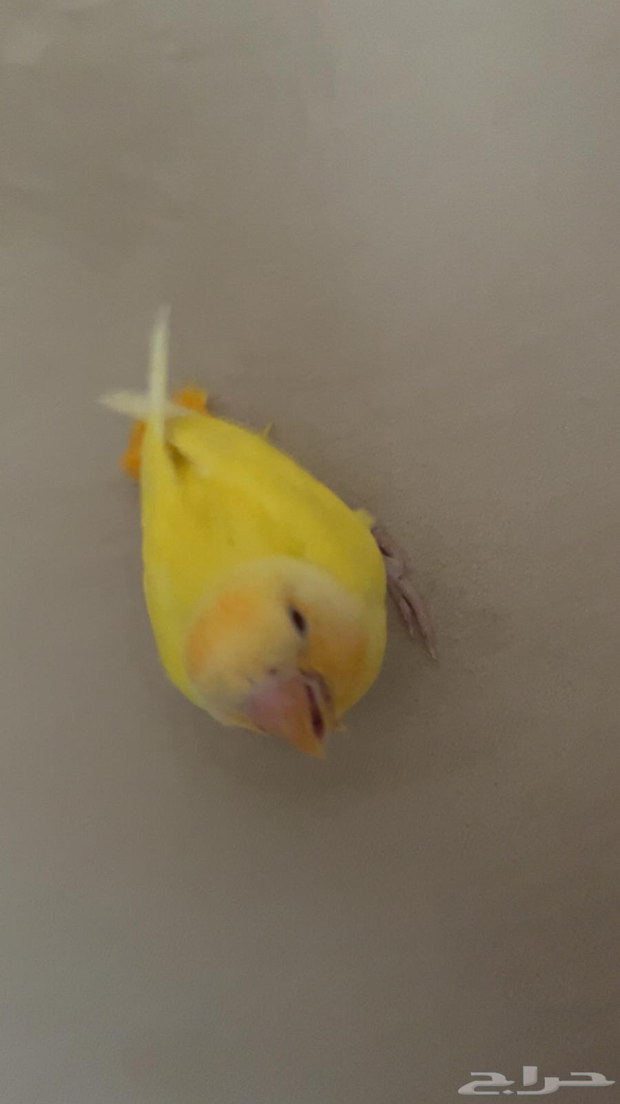 Bird of the day chick63415569473539112