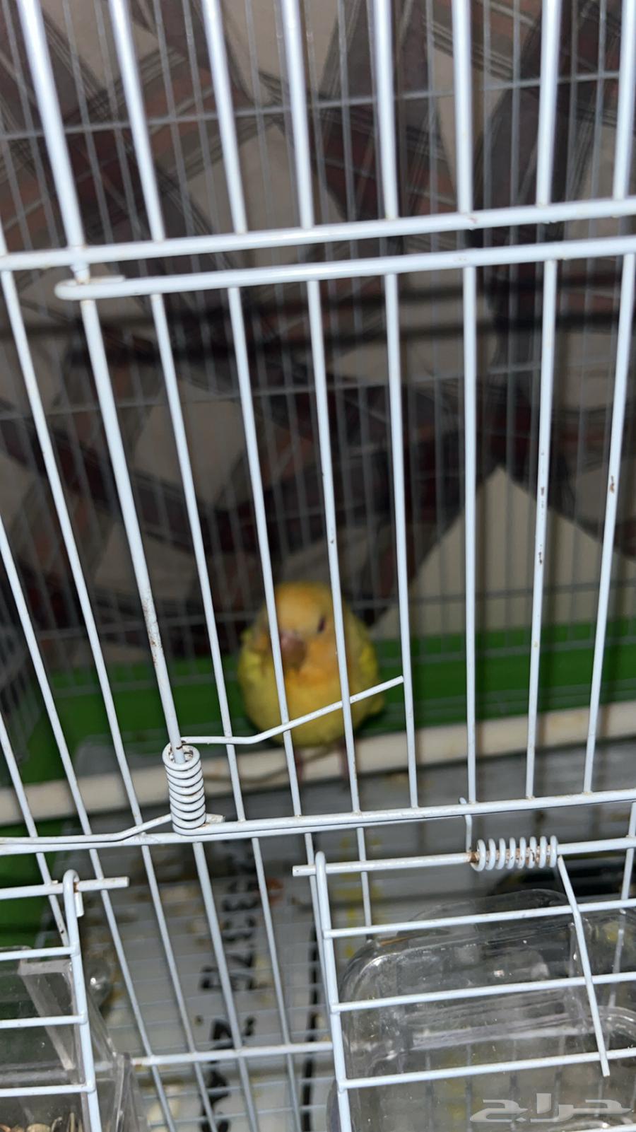 Bird of the day chick63415569473539111