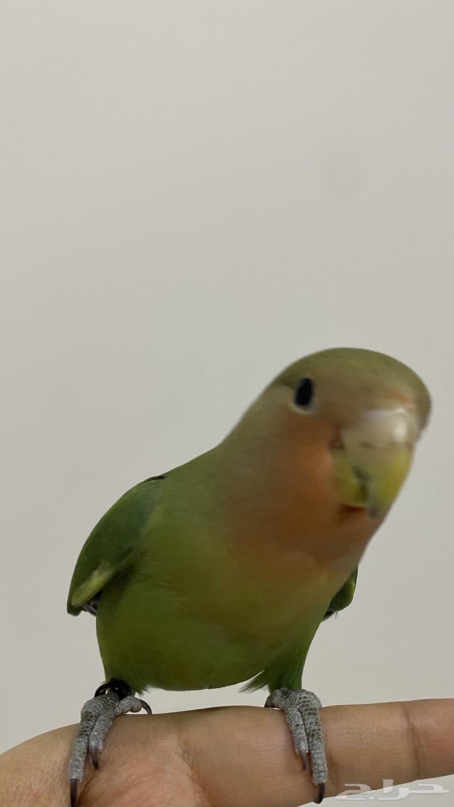 The rose-faced parrot was sold.63416236580865113