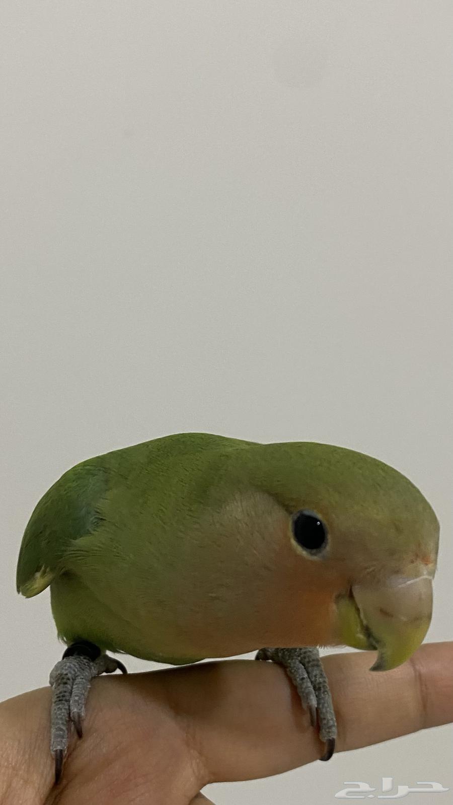 The rose-faced parrot was sold.63416236580865114