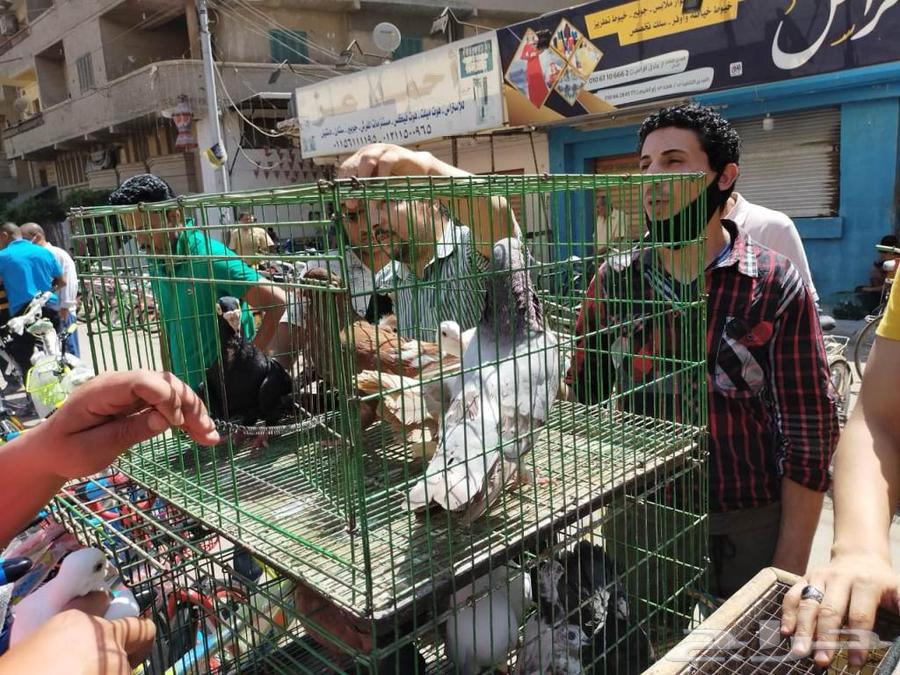 نقل دواجن من محايل الى نجران63033156663811117