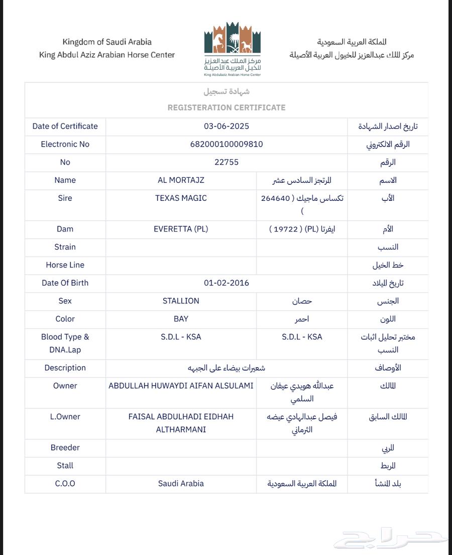 حصان مصري ورق63418949181315113