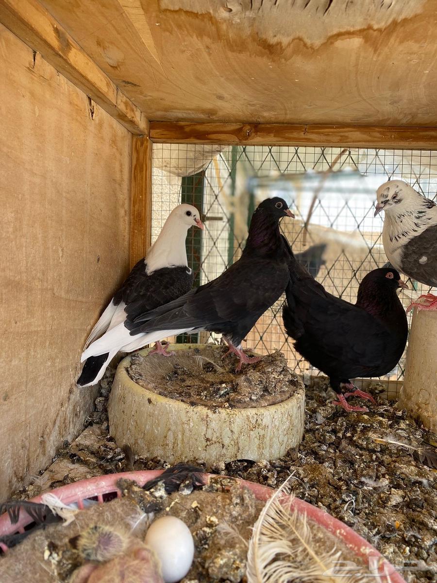طبات حمام قطيفي معاريف للبيع63417577424898114