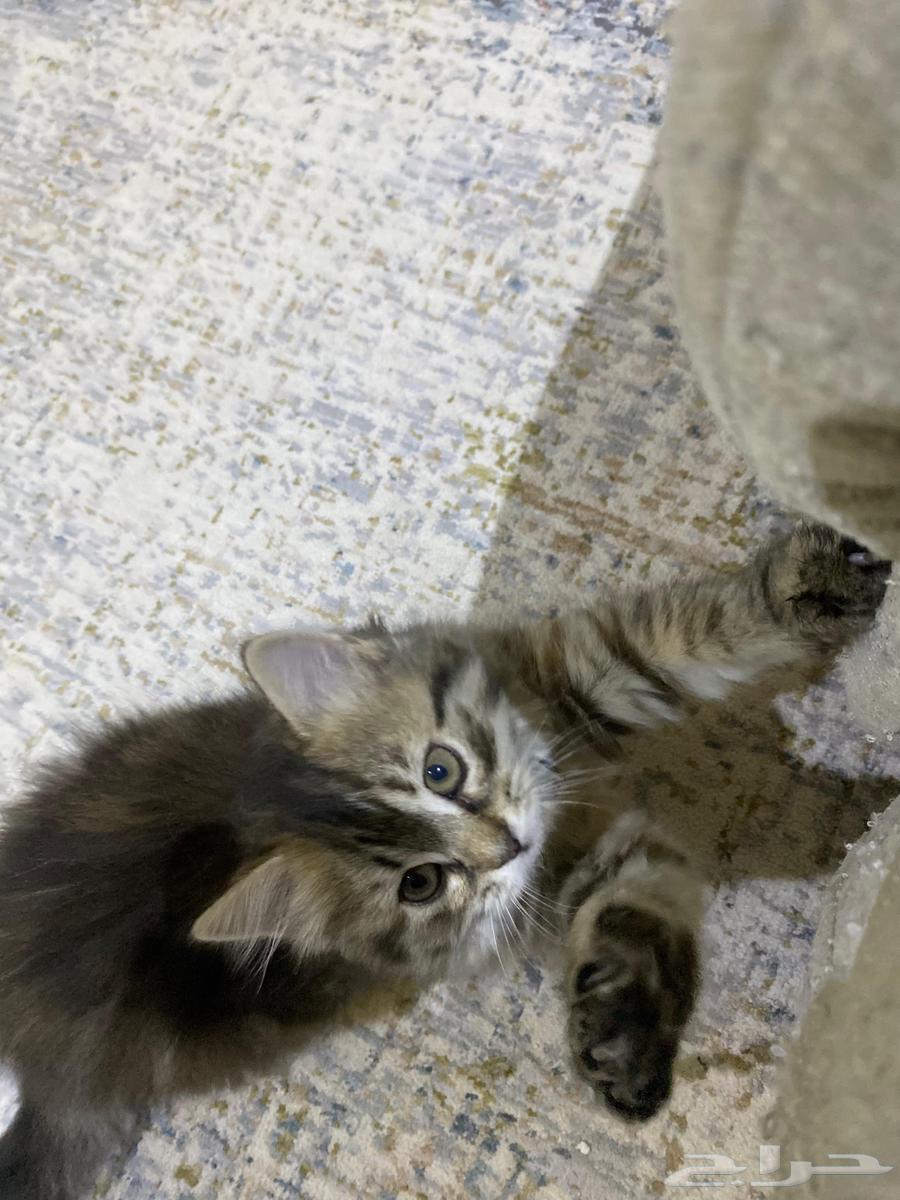 قطط صغيرة جميلة63418340228994112