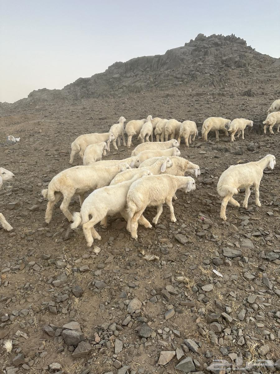 بهم مسروق من طريق بريمان من يجيب خبر عنه له مكافه 10 الالف63033600235266111