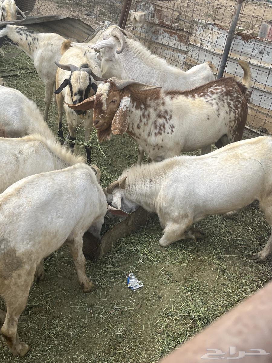 تيوس بيشبه فاخره العمر من 7 شهر وفوق و20 طلي من 7 شهور وفوق63032710884225111
