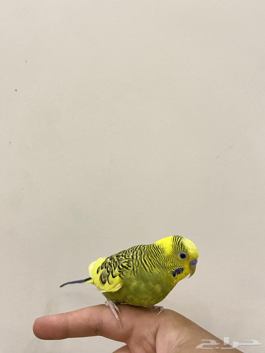 Bajji is a male bird and sings.63413306521475112