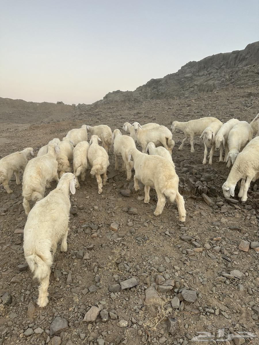 بهم مسروق من طريق بريمان من يجيب خبر عنه له مكافه 10 الالف63033600235266112