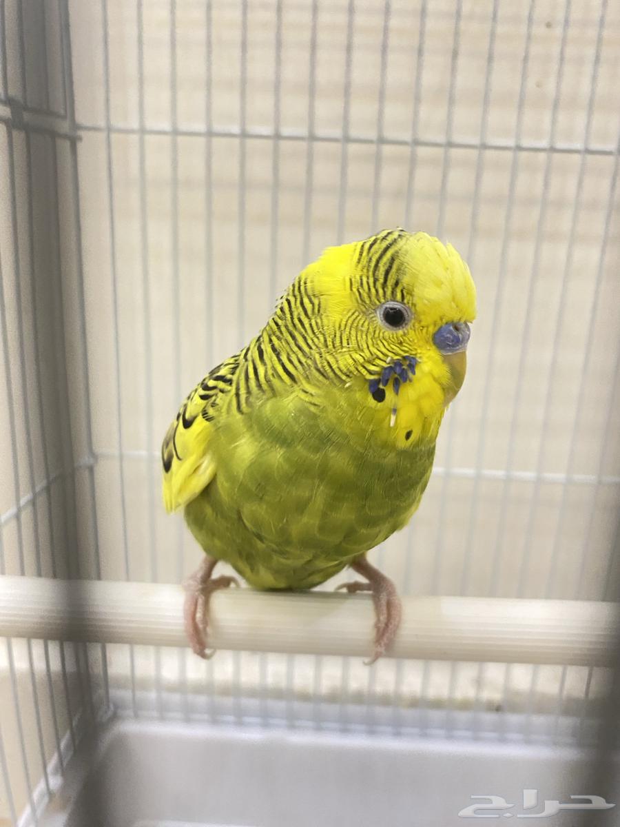 Bajji is a male bird and sings.63413306521475111