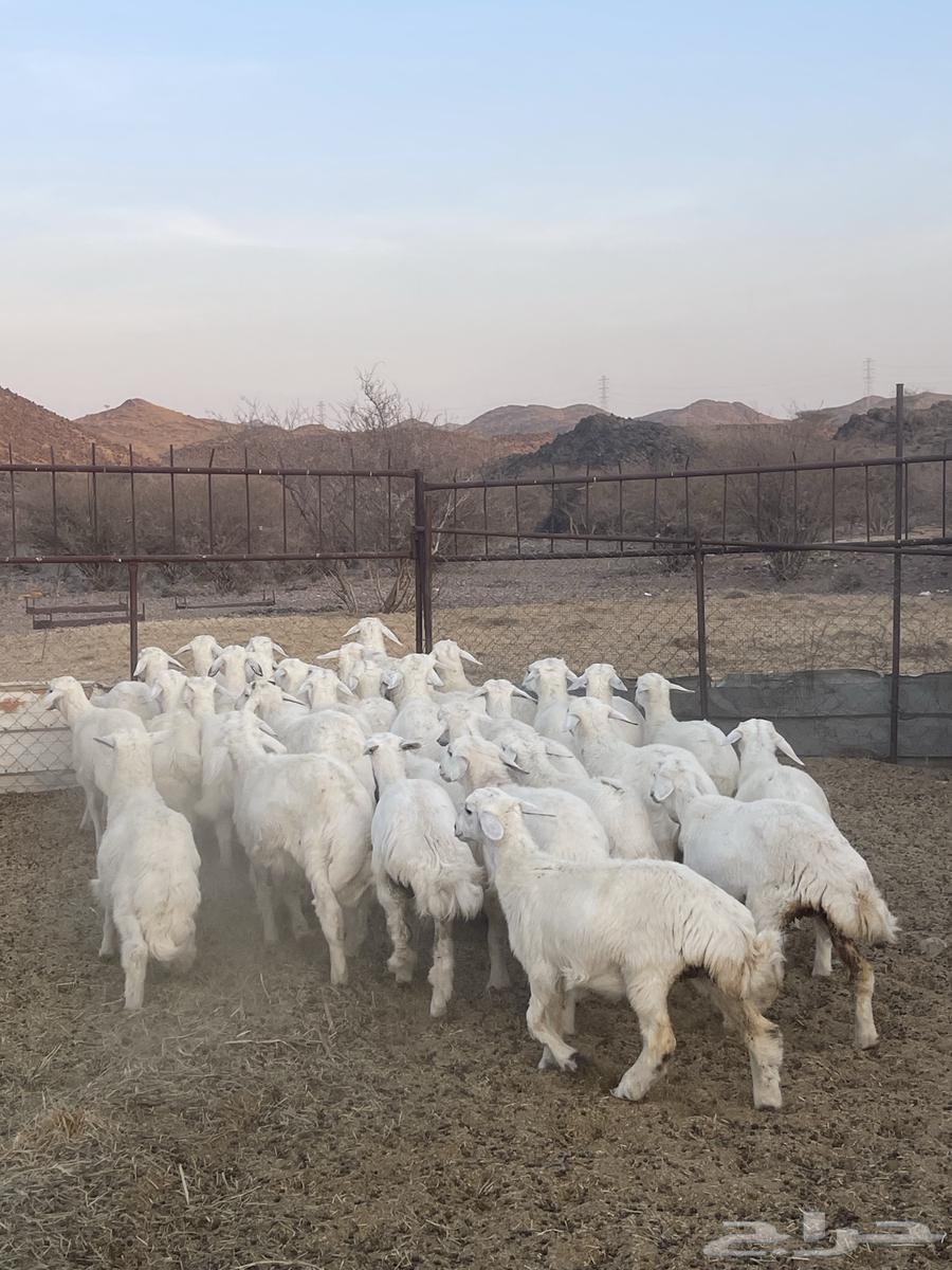 طليان ( تم البيع )63414152509057114