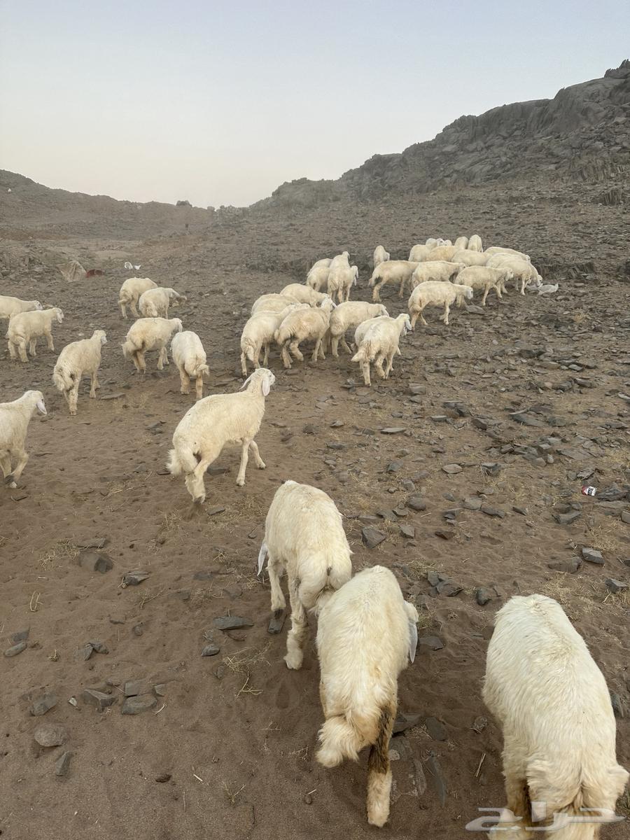 بهم مسروق من طريق بريمان من يجيب خبر عنه له مكافه 10 الالف63033600235266113