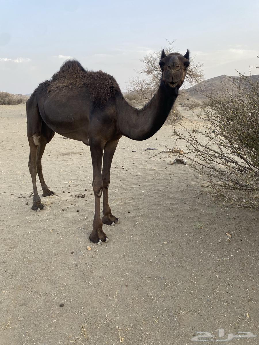 بكره مجهم63416840517890111