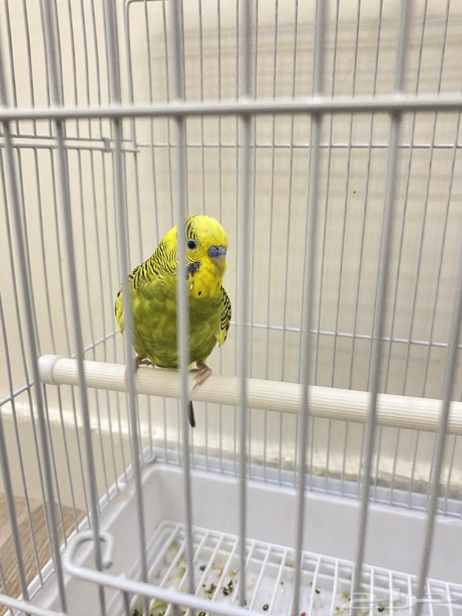 Bajji is a male bird and sings.63413306521475110