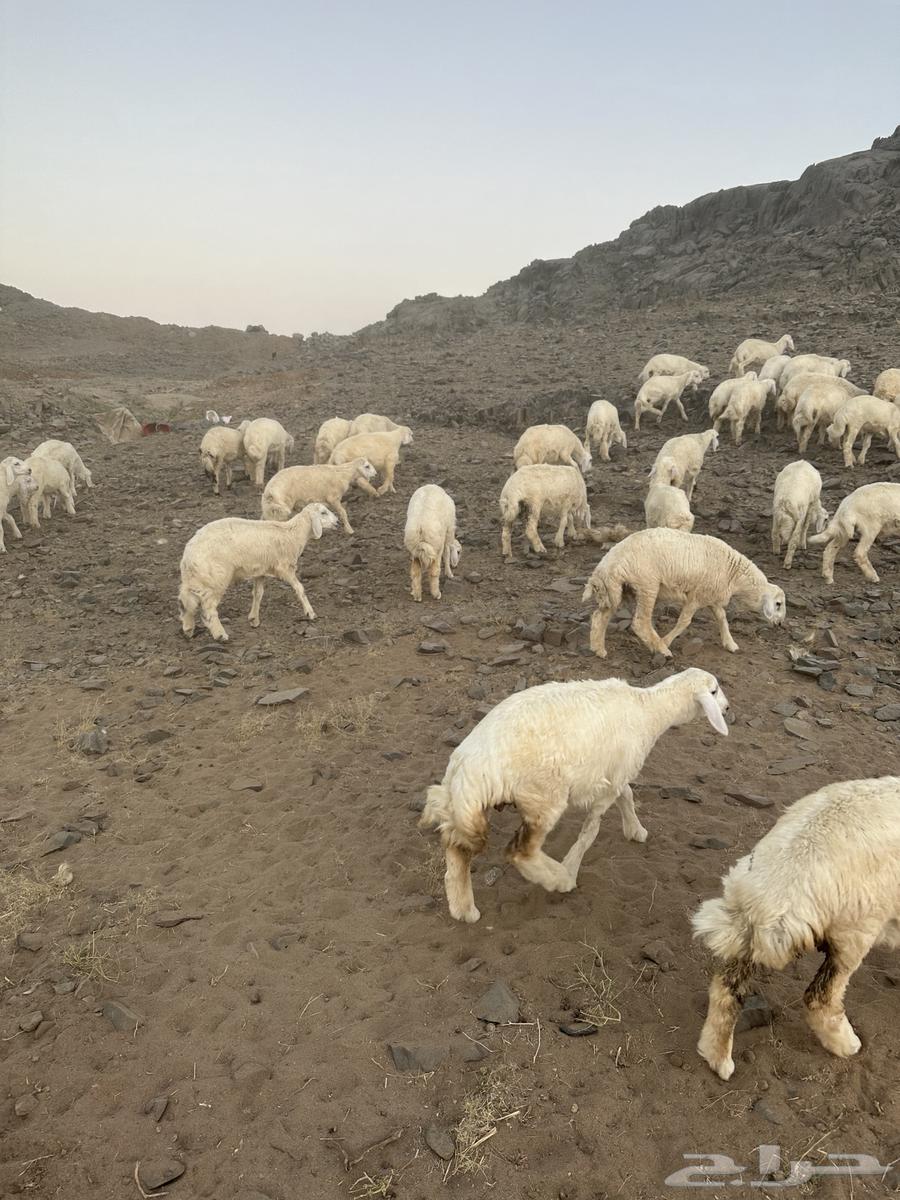 بهم مسروق من طريق بريمان من يجيب خبر عنه له مكافه 10 الالف630336002352661112