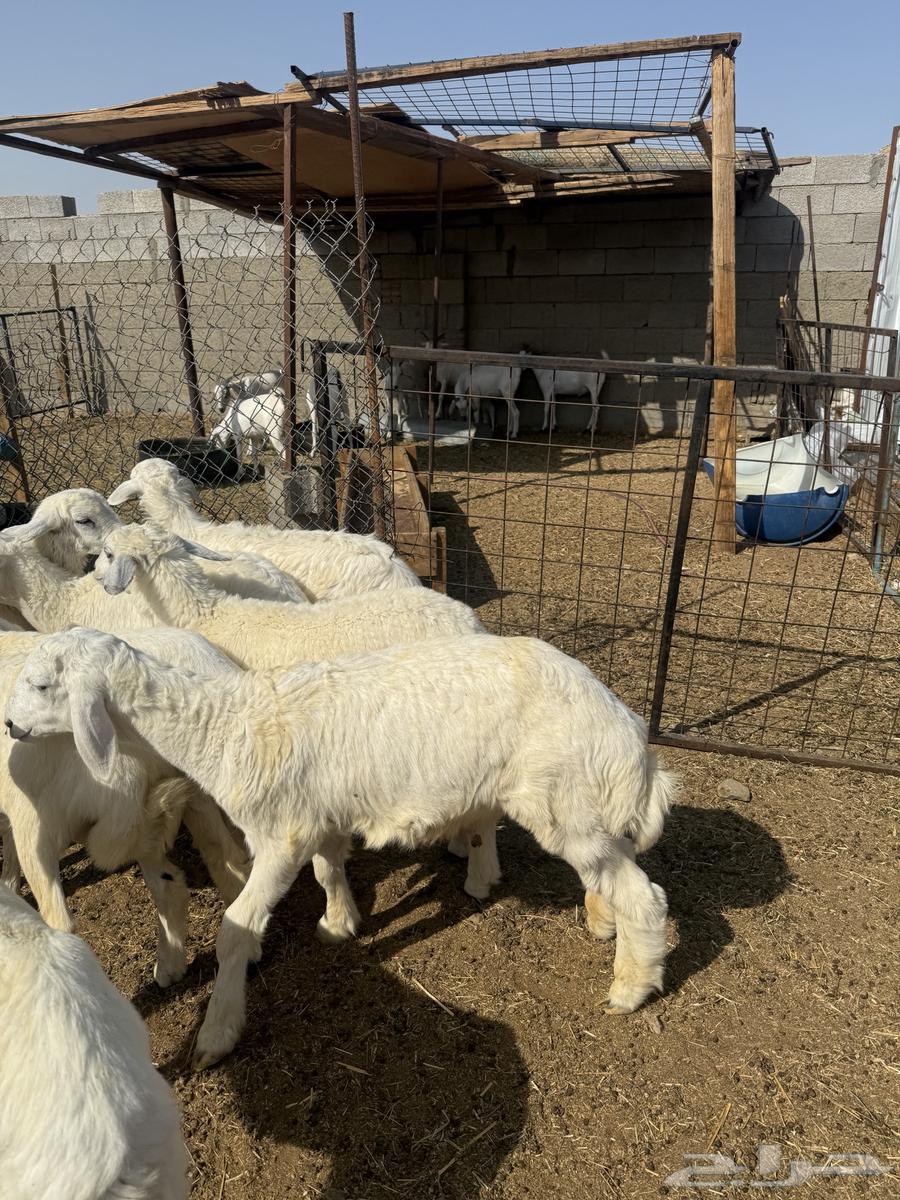 طليان ورخال 95063418147778051112