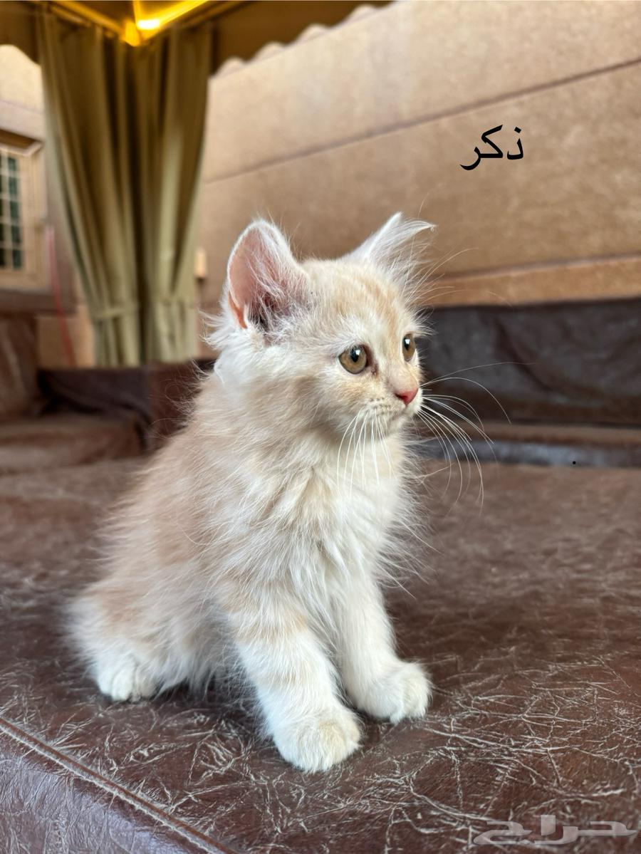 قطط شيرازي كتن63419648722305112