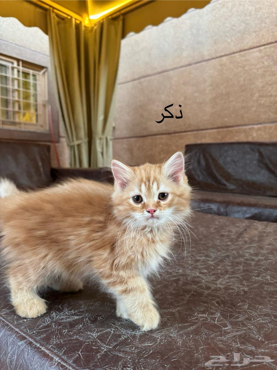 قطط شيرازي كتن63419648722305117
