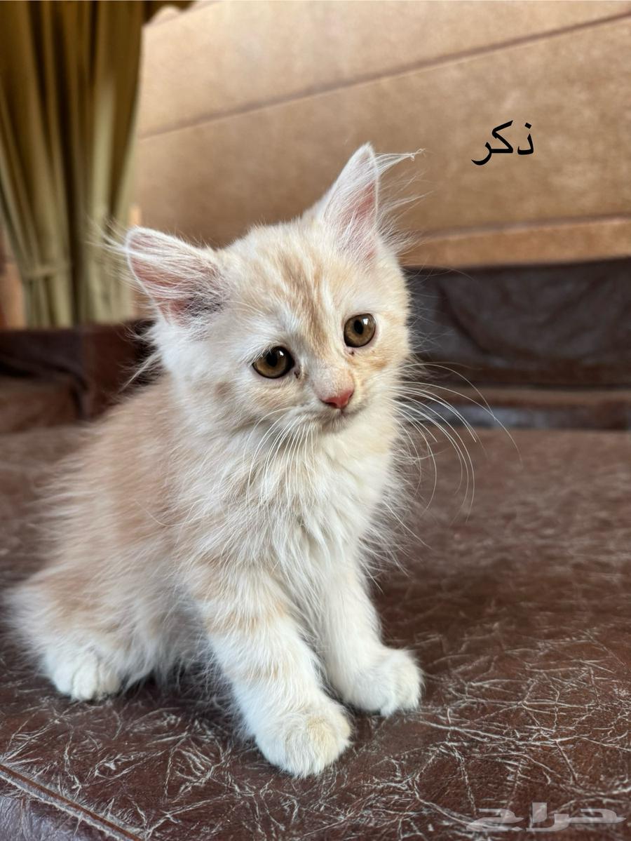 قطط شيرازي كتن63419648722305113