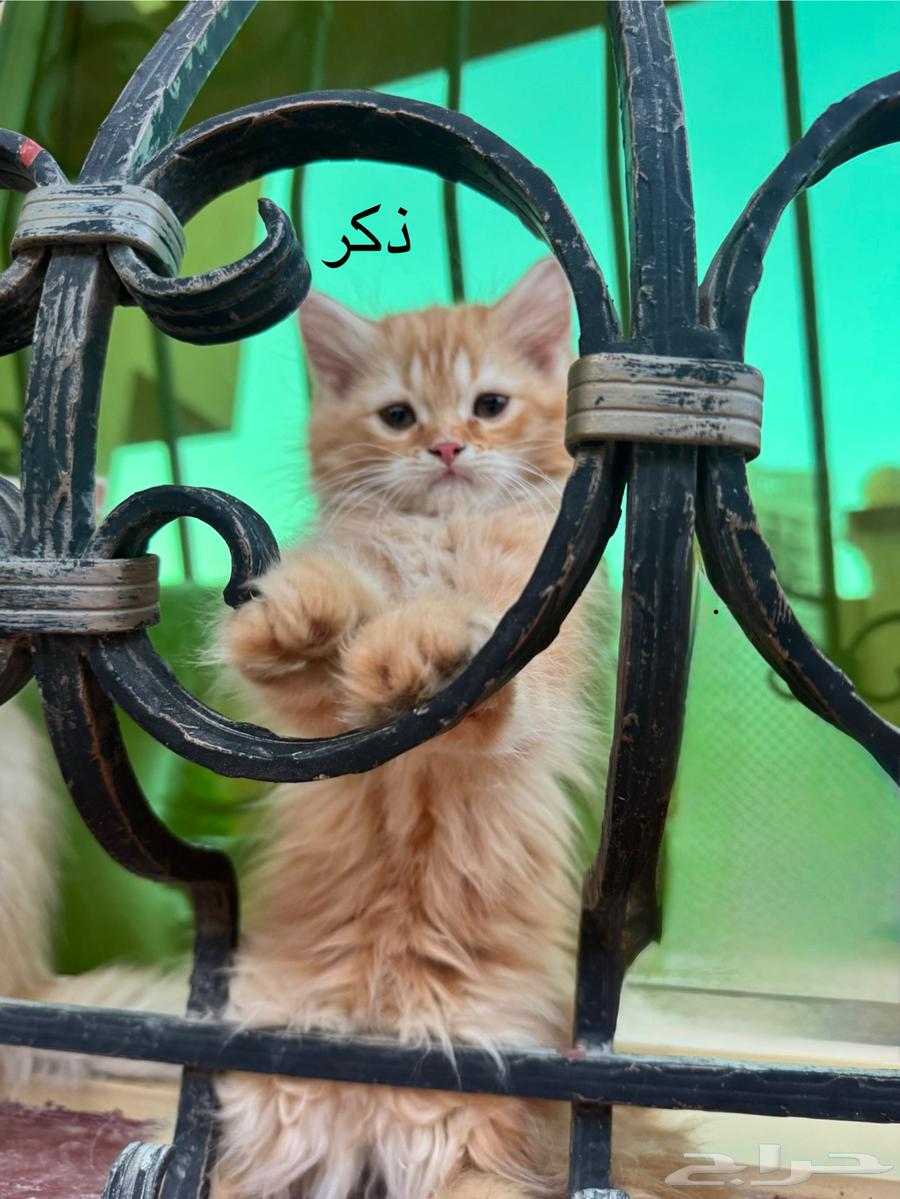 قطط شيرازي كتن63419648722305111