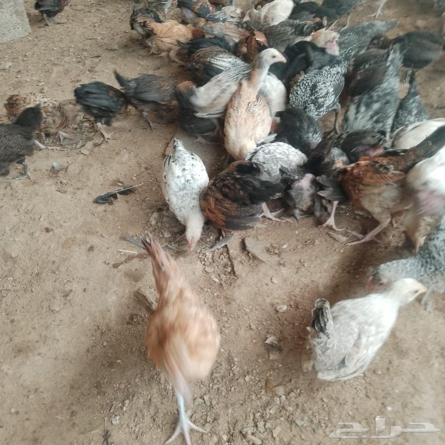 صوص بلدي وفيومي63413623250435112