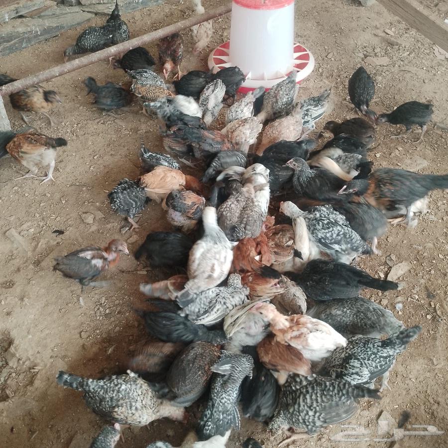 صوص بلدي وفيومي63413623250435113