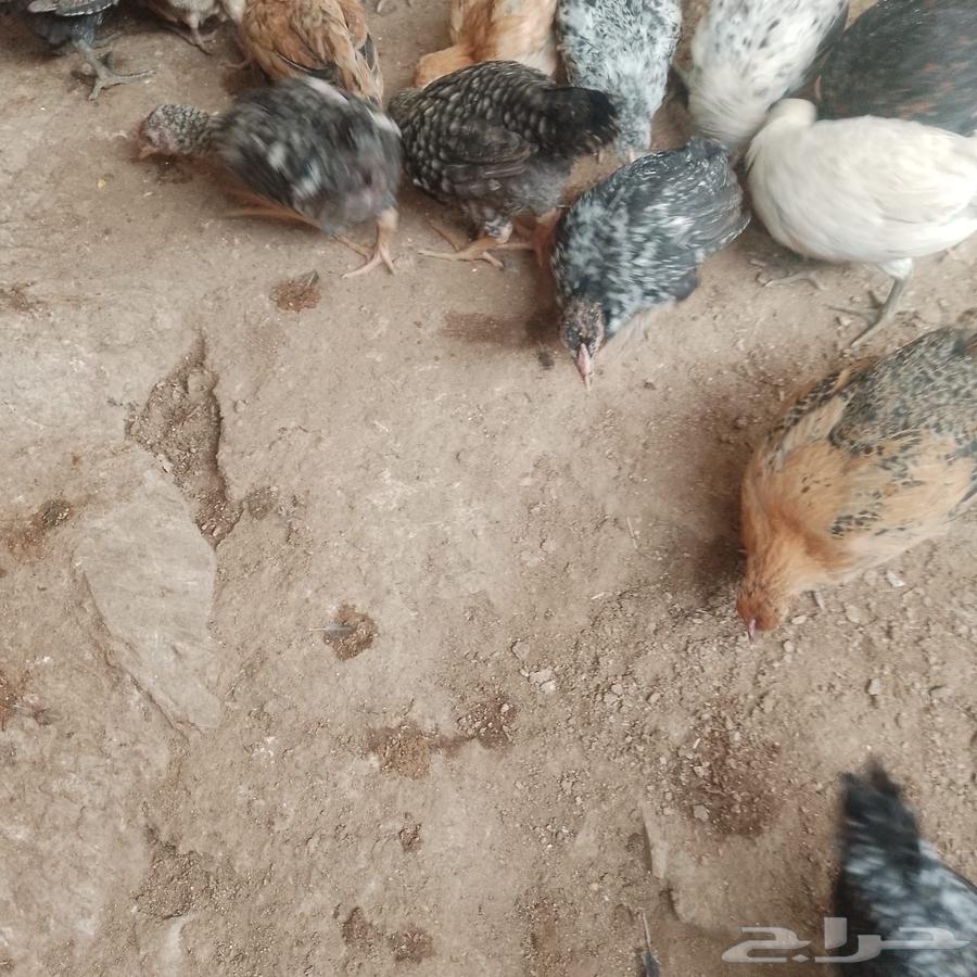 صوص بلدي وفيومي634136232504351111