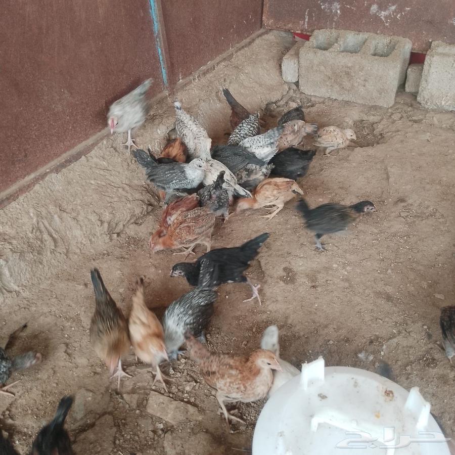 صوص بلدي وفيومي63413623250435114