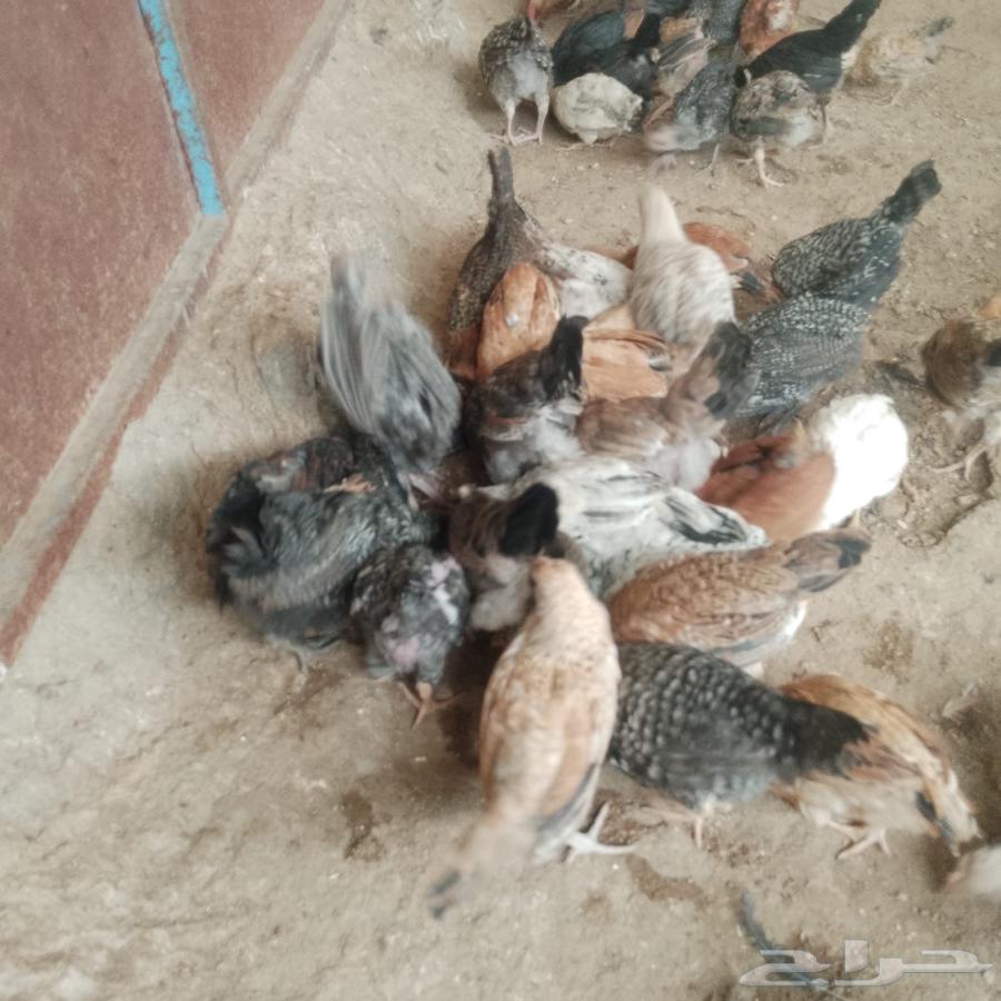صوص بلدي وفيومي63413623250435111