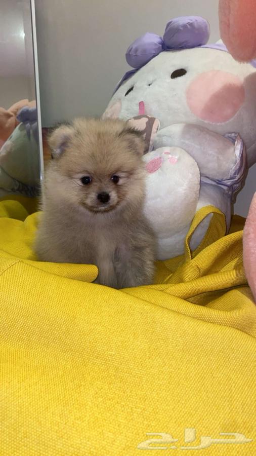 Pomeranian dog63415245728258112